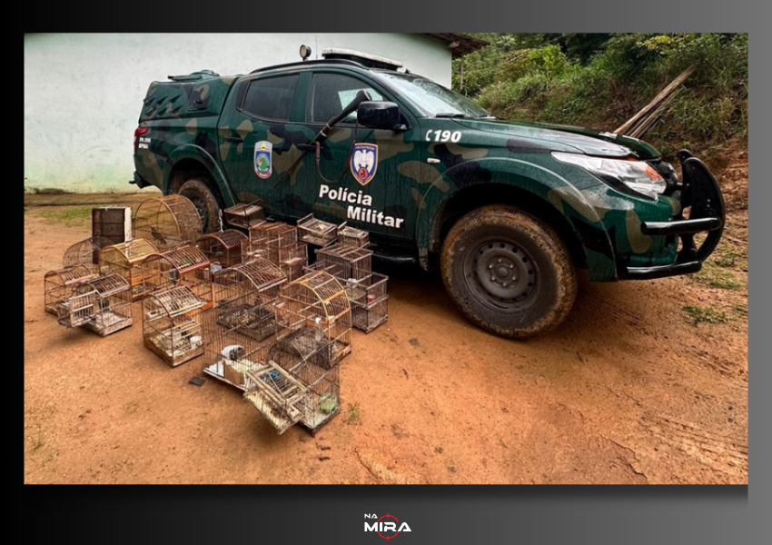 Iema e Polícia Ambiental Resgatam Aves Silvestres de Cativeiro Ilegal em Castelo