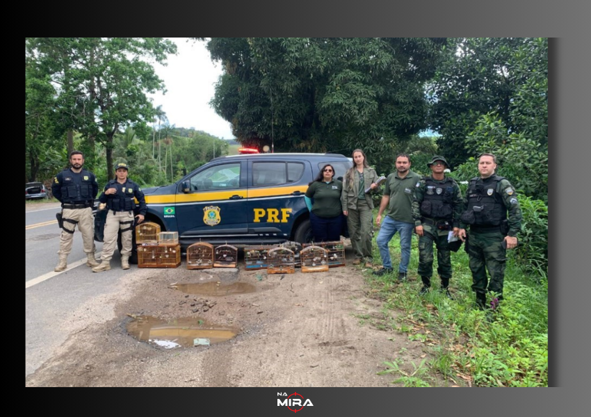 Iema e Polícia Ambiental combatem evento ilegal de aves silvestres em Iconha