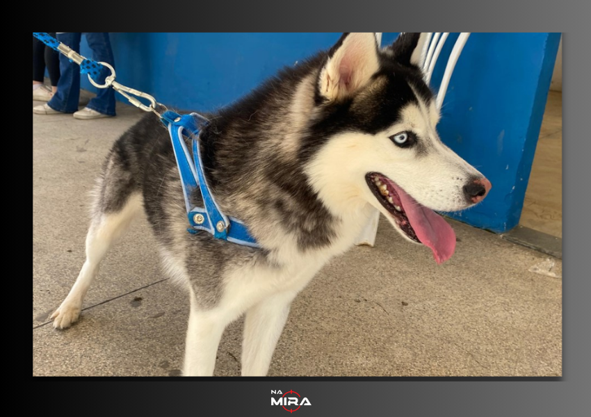 Seama realiza vacinação emergencial contra cinomose canina em Muqui