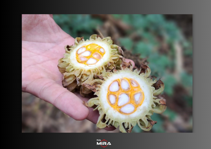 Governo do ES regulamenta coleta de sementes em Unidades de Conservação para impulsionar restauração ecológica