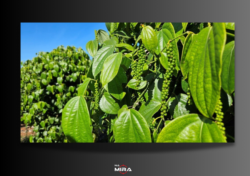 Pimenta-do-reino impulsiona agro capixaba e registra recorde histórico de exportações em 2025