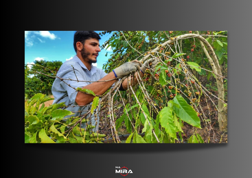 Produtores lideram restauração florestal e fortalecem economia verde no Espírito Santo