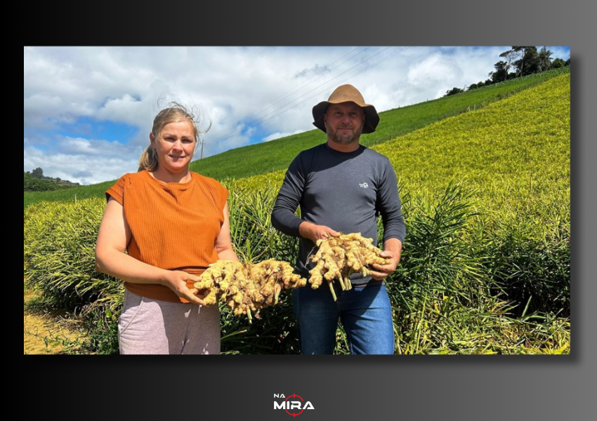 Gengibre do Espírito Santo amplia presença global e cresce nas exportações em 2025