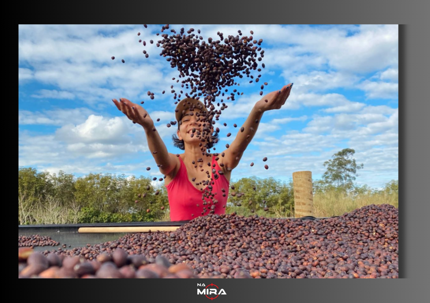 Safra de café 2026 no Espírito Santo deve crescer e alcançar 19 milhões de sacas